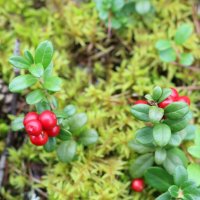 Лесные ковры :: Ольга Лесные ковры :: Ольга