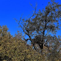 Какое небо голубое! :: Юрий Гайворонскiий