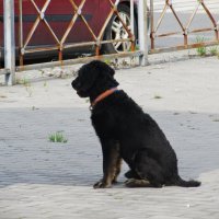 пёс,который переходит дорогу по переходу самостоятельно :: Елена Шаламова