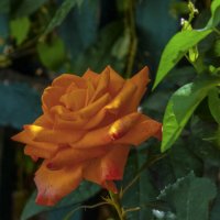 Оранжевая роза Флорибунда :: Валентин Семчишин