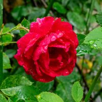 После дождя :: Владимир Иванович