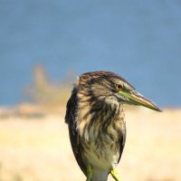 Кваква (старуха Шапокляк)) :: Николай Волков Кваква (старуха Шапокляк)) :: Николай Волков