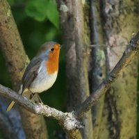 Зарянка :: Владимир Безбородов Зарянка :: Владимир Безбородов