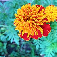 Цветы. :: Владимир Драгунский