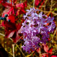 Сиренью в мае никого не удивить. А в октябре? Воооот) :: Галина Бобкина Сиренью в мае никого не удивить. А в октябре? Воооот) :: Галина Бобкина