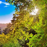 Летнее утро :: Sergey Grim