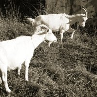 Пейте молоко козье! :: Денис Безногов