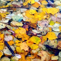 Красота под ногами :: Натали 