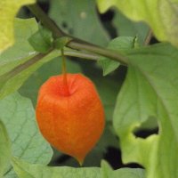 Физалис :: Freddy 97