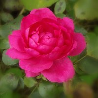 Роза :: Freddy 97