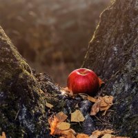 с яблоком :: Michel 