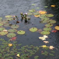 настроение :: Всеволод 