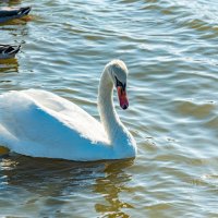 *** :: Дмитрий Лупандин