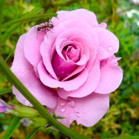 Роза и муравей :: Наталья 