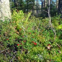 Лесная быль :: AleksSPb Лесниченко