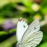 Капустница :: Alex Bush