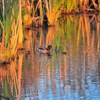 На пруду. :: Владимир Филимонов