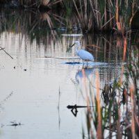 Цапля на охоте2 :: Владимир Филимонов
