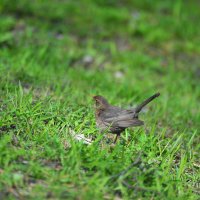 Птицы наших парков :: Владимир Филимонов