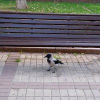 ... :: Лютый Дровосек