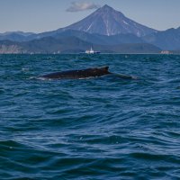 ... :: Жора Житников