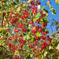 Ухта. Северные яблони (сибирки) с отменным урожаем яблочек, радость для птичек) :: Николай Зиновьев