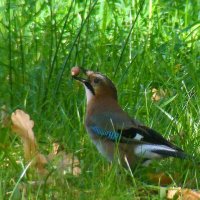 сойка с желудем :: gawrilа - dan