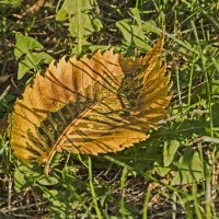Лист вяза осень раскрасила. :: Сергей Фомичев