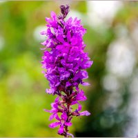 Сентябрьские цветы :: Aquarius - Сергей