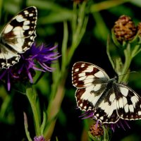 опять про бабочек 35 :: Александр Прокудин