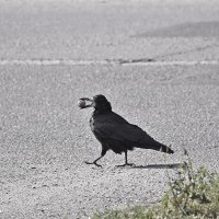 Не мешать! :: Валентина  Нефёдова 