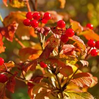 Калина красная, калина вызрела... :: Светлана 