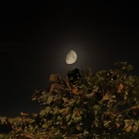 Вечер :: Андрей 