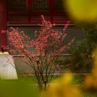 Парк :: Мария Яковлева