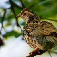 Рябчик :: Виктория 