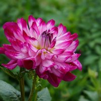 Георгина :: Ольга 