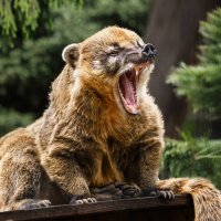 Носуха :: SanSan 