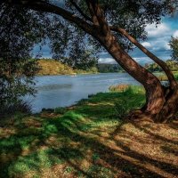 ...Старая ива.! :: Павел Курков