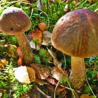 Олений остров. Осенние обабки! :: Владимир 