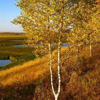 Сентябрь...Березки на берегу протоки Чеускина! :: Владимир 