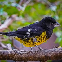 Арчовый дубонос :: Aleksey Afonin