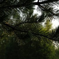 Сосна :: Валерий Пославский Сосна :: Валерий Пославский