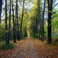 Осень. :: Михаил Колосов Осень. :: Михаил Колосов