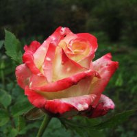 Красавица :: Людмила Смородинская