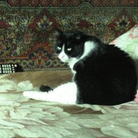 Мой красавчик :: Людмила Смородинская