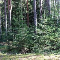 Прогулки по осеннему лесу :: Ольга 