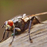 Муха :: Александр Лычагин Муха :: Александр Лычагин