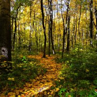 Чебоксары. Осенняя тропинка рощи Шупашкар. :: Пётр Чернега