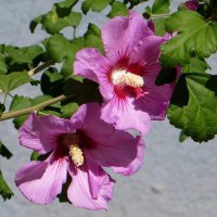 Вот и октябрь наступил! Где-то выпал первый снег, а у нас цветёт гибискус! :: Татьяна Смоляниченко Вот и октябрь наступил! Где-то выпал первый снег, а у нас цветёт гибискус! :: Татьяна Смоляниченко