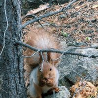 Белка тлеутка :: Георгиевич 